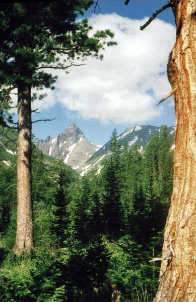 Вершина 2238