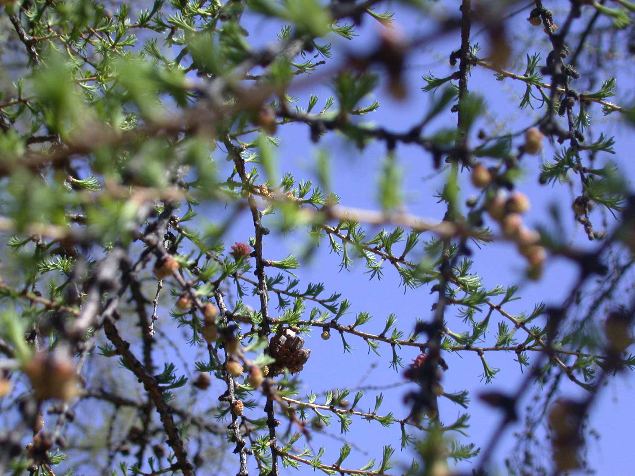 ������� �������������