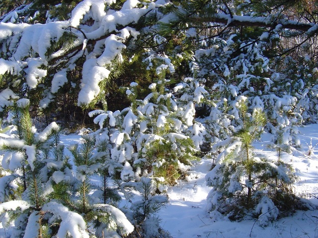 ����������� ����