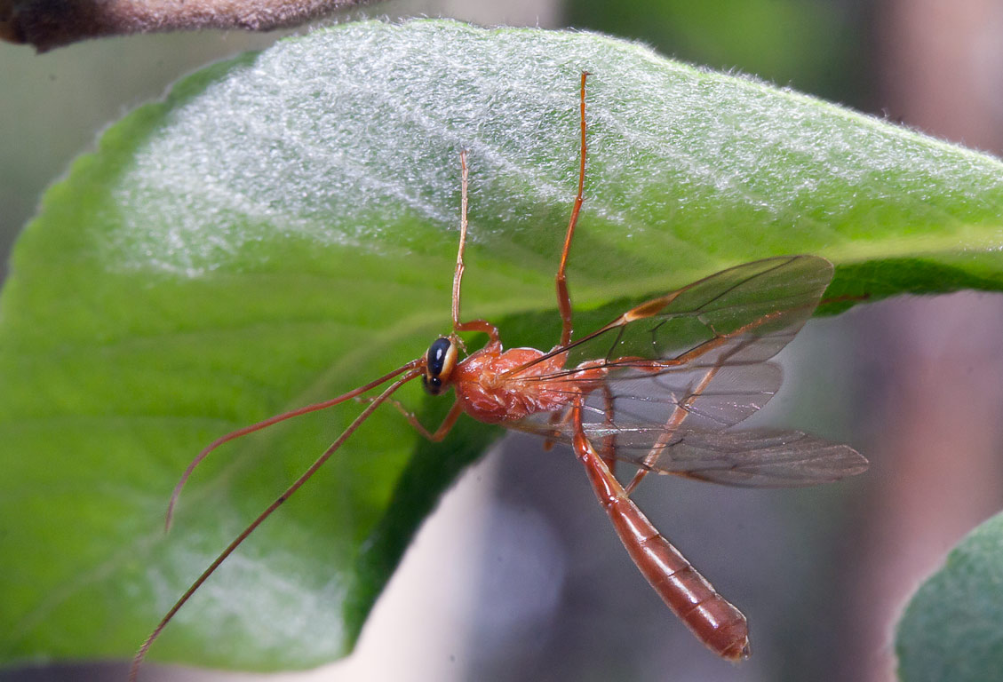 Наездник желтый (Ophion luteus)
