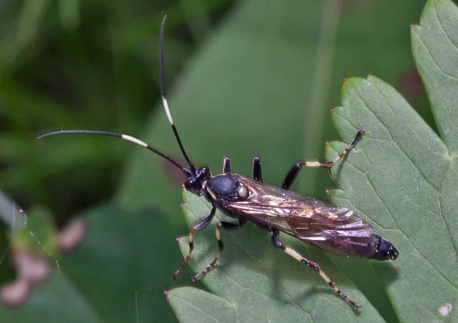  Coelichneumon deliratorius