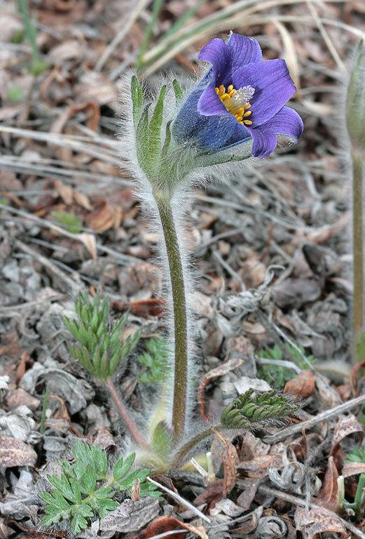 Pulsatilla ambigua прострел сомнительный