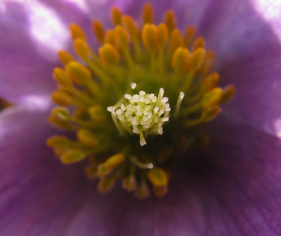 Macro 
