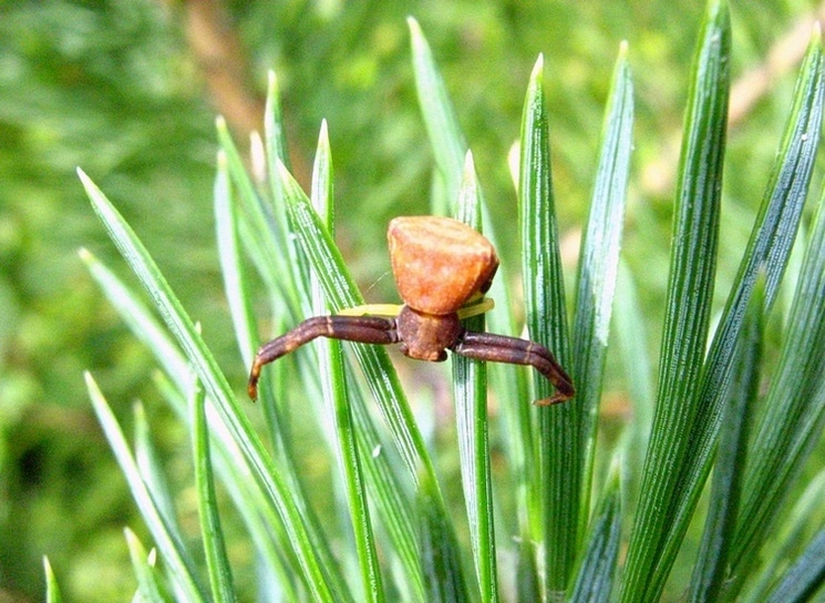 Pistius truncatus  