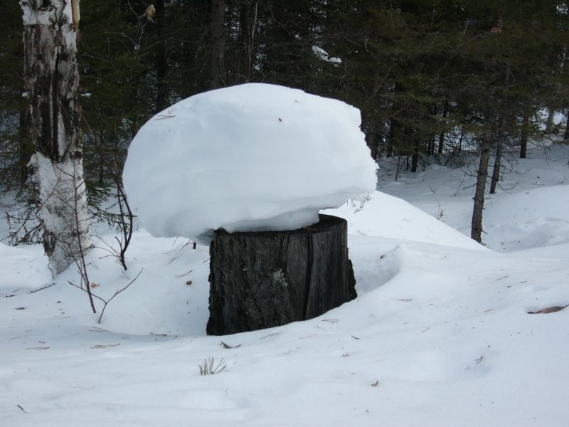 ������ ����