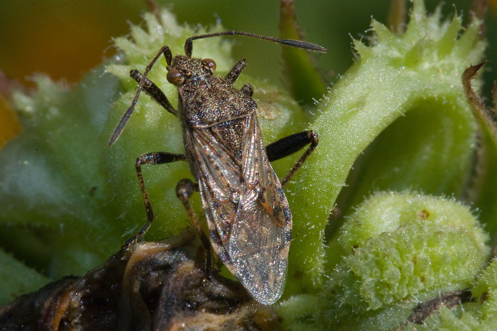   (Stictopleurus punctatonervosus)
