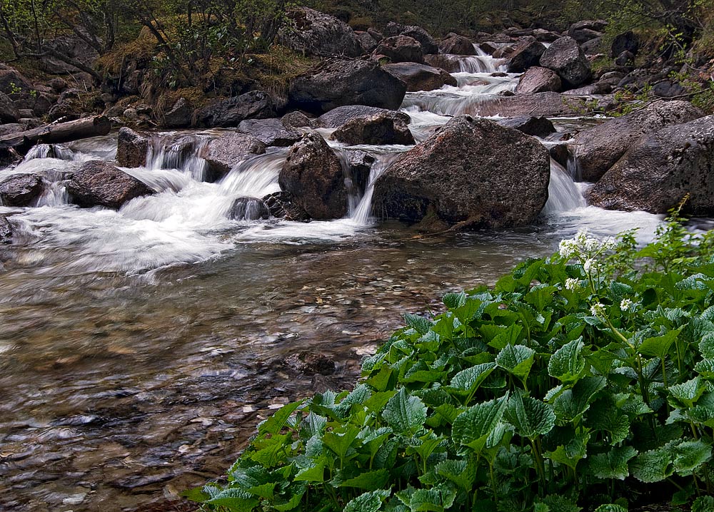 Кынгарга