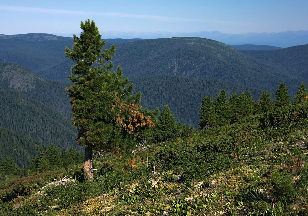 �����-�����