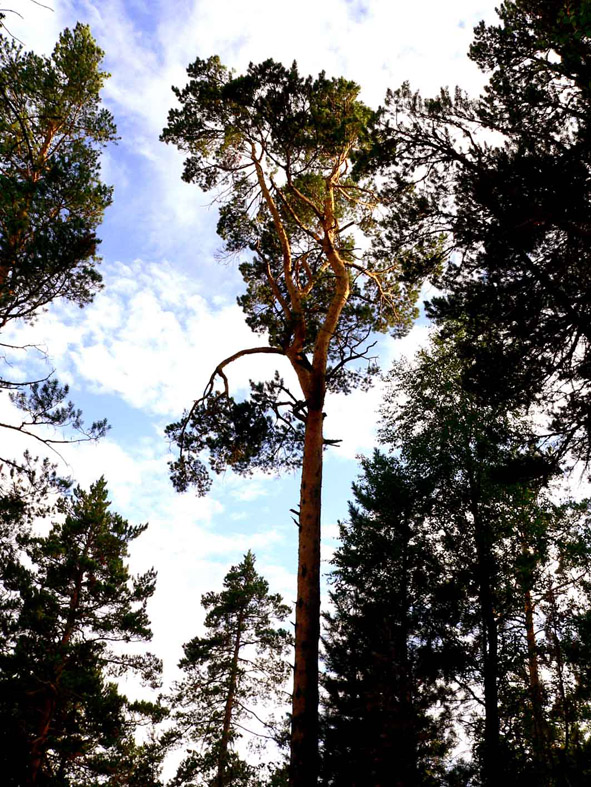 ������������ � ����, ���������� �������.