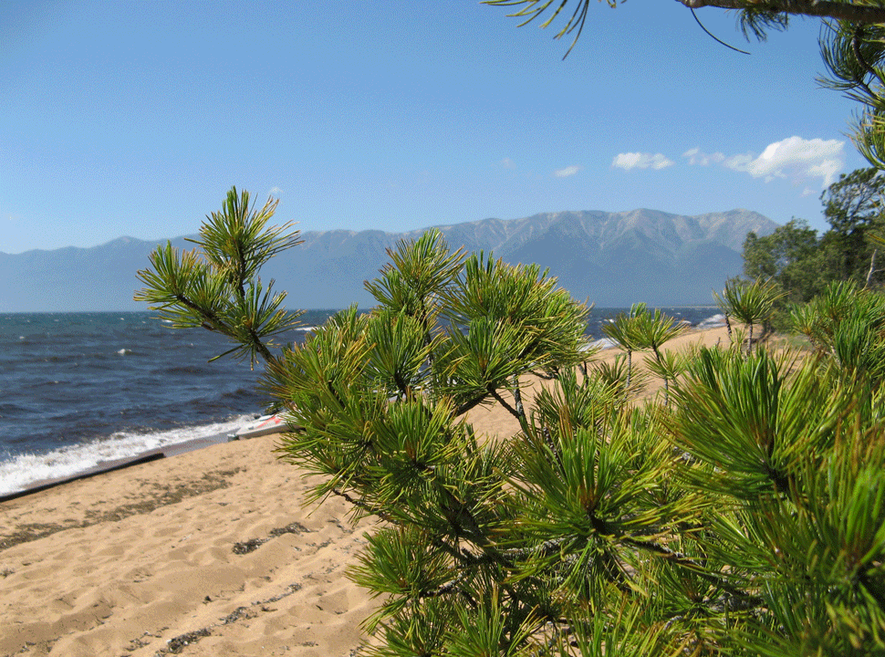 ���� ������ �����