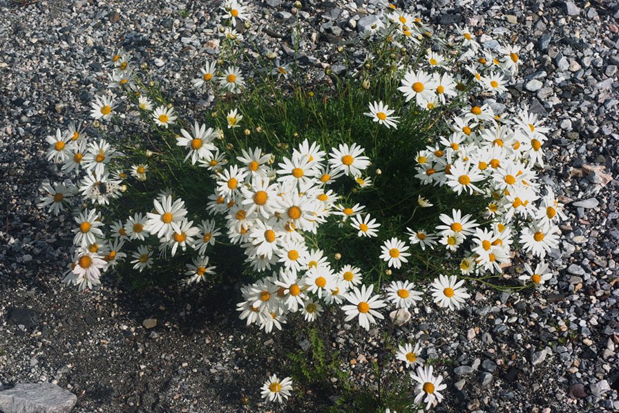 �����-�������� �����