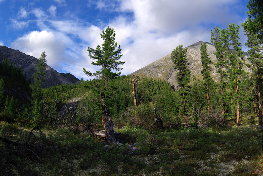 ������ ���