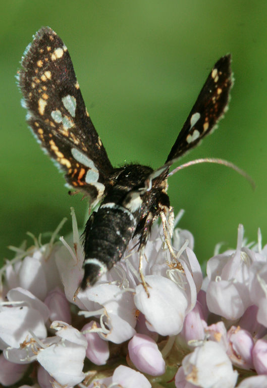   (Thyris fenestrella)