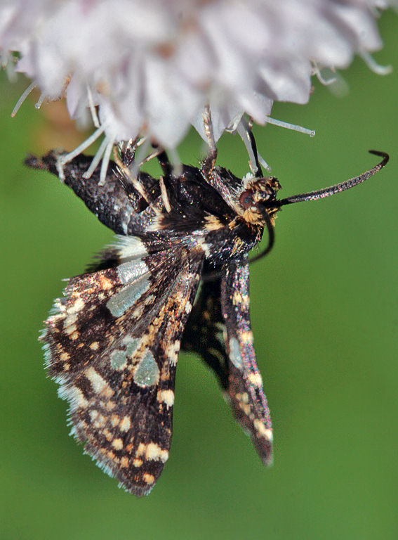   (Thyris fenestrella)