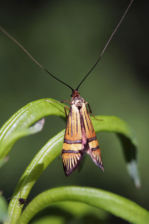  (Nemophora sp.)