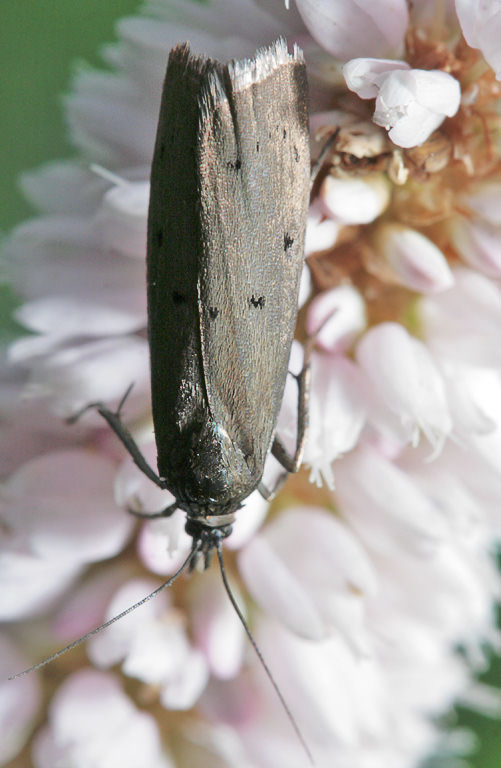   Ethmia nigripedella
