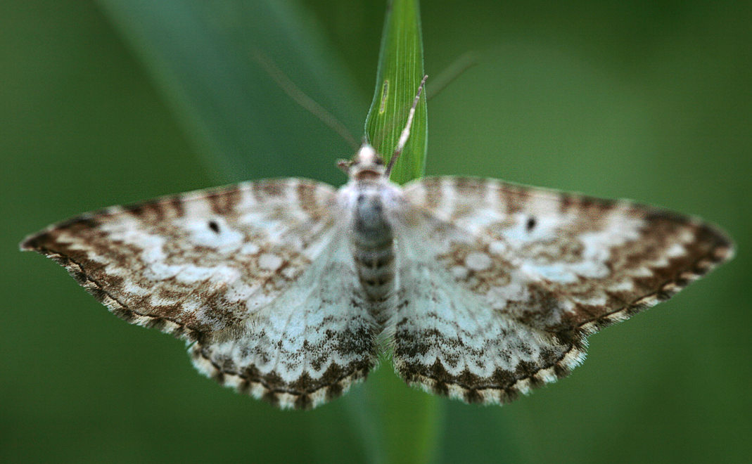  Xanthorhoe deflorata