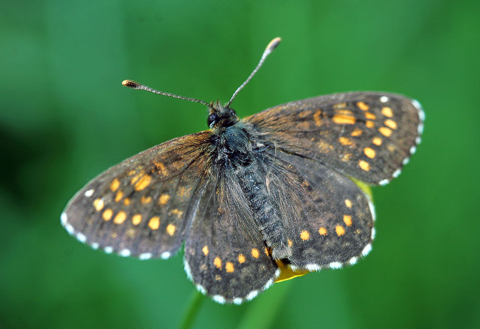   (Melitaea diamina)