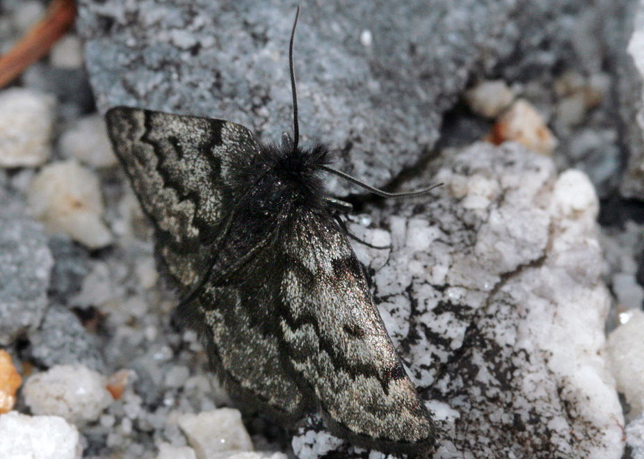   (Psodos coracina)