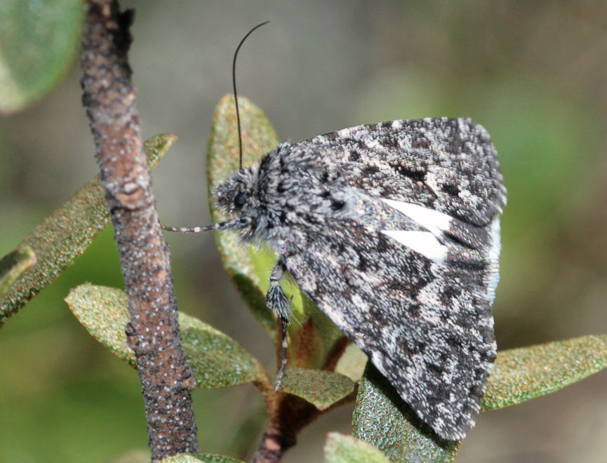  Sympistis heliophila