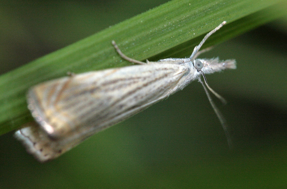   Chrysoteuchia culmella