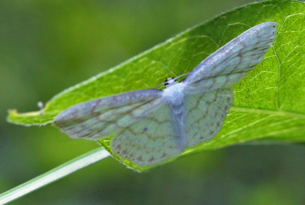 Scopula incanata ? (  )