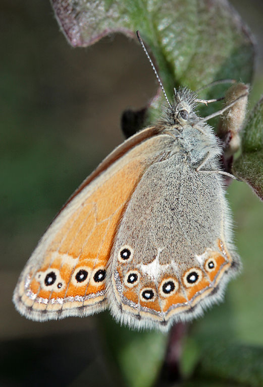   (Coenonympha amaryllis)