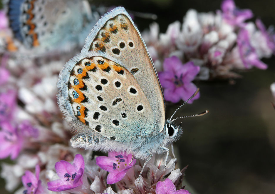   (Lycaeides argyrognomon)