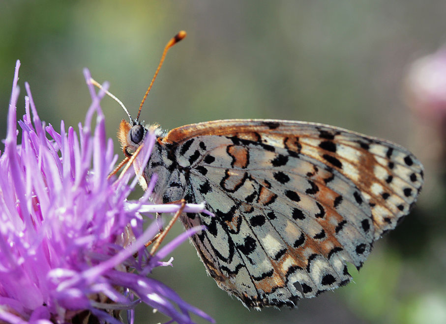   (Melitaea latonigena)