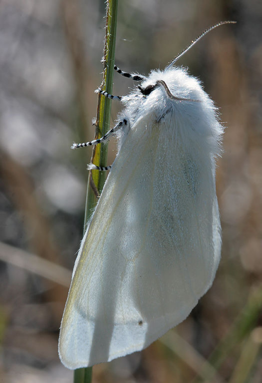   (Leucoma salicis)