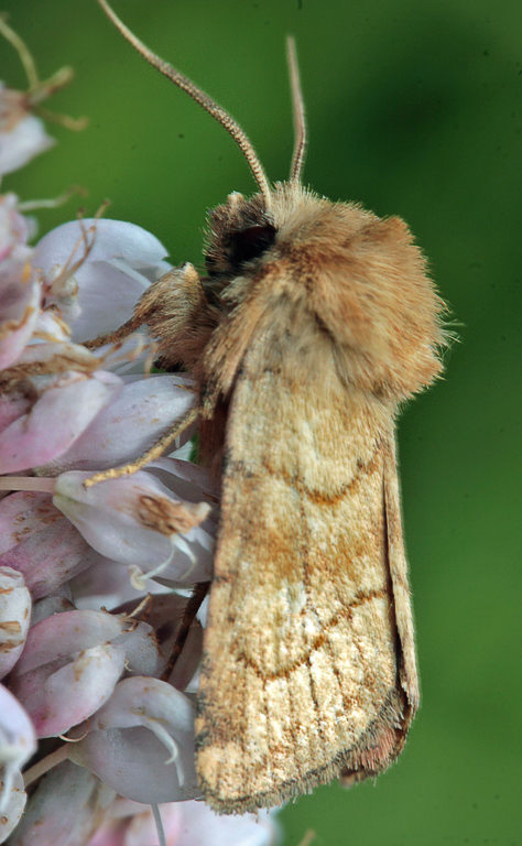   (Lasionycta imbecilla) ?