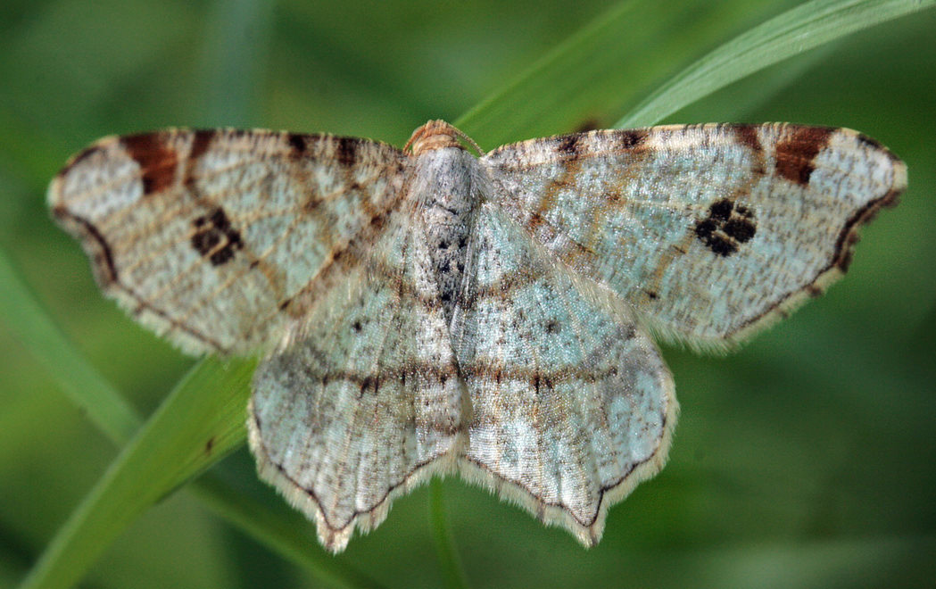 Macaria notata