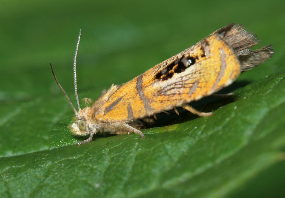  Olethreutes captiosana