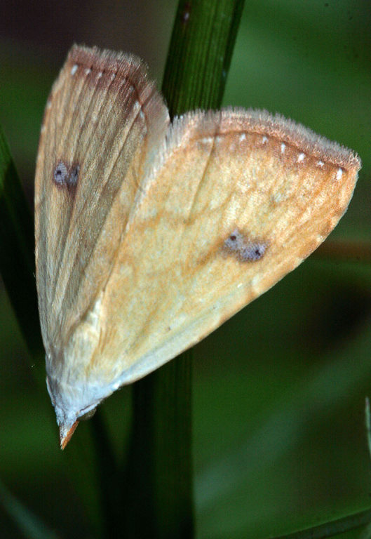   (Rivula sericealis)