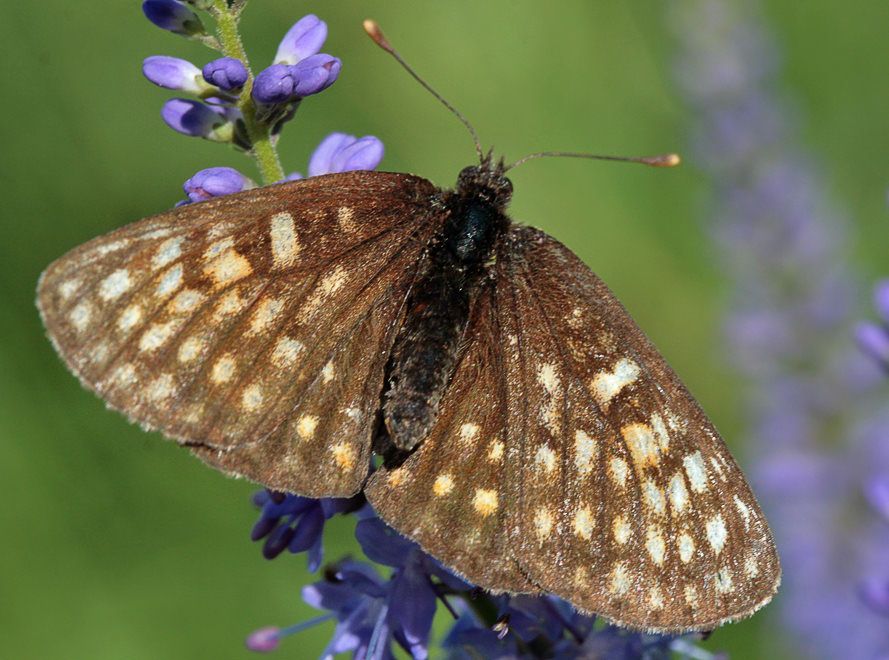   (Mellicta plotina)