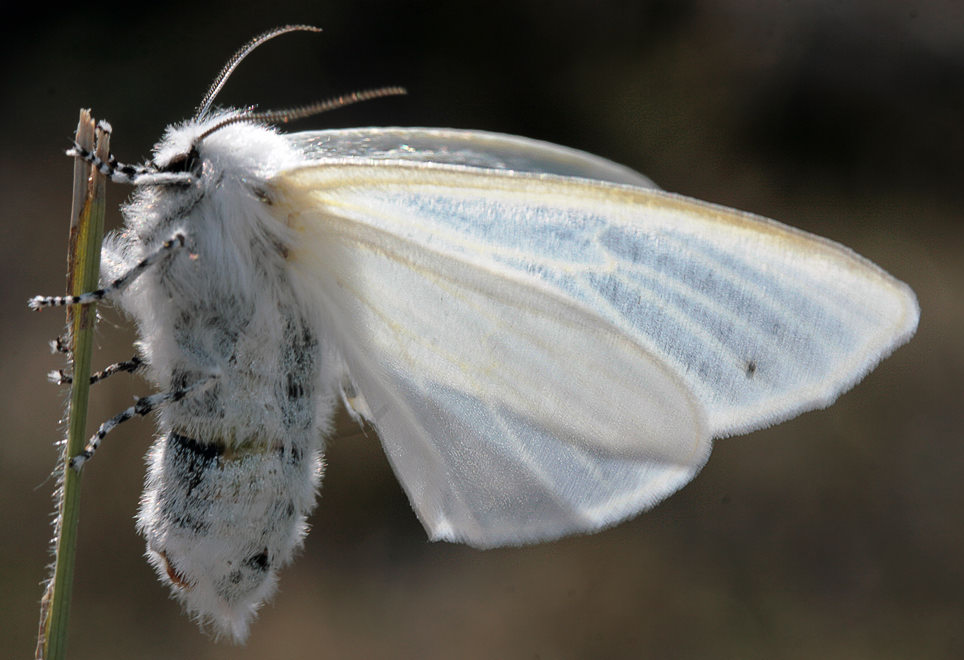  (Leucoma salicis)