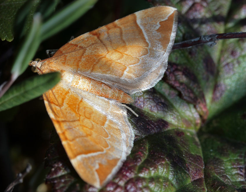    (Eulithis testata)