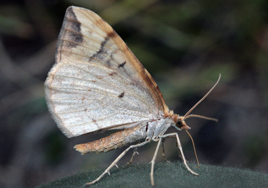   (Eulithis populata)