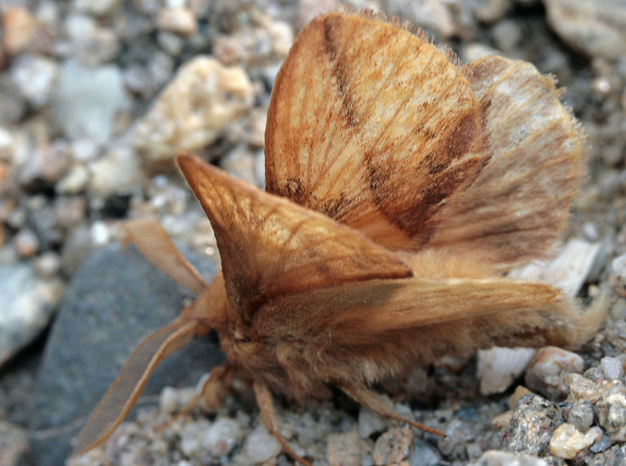 Травяной коконопряд (Euthrix potatoria)