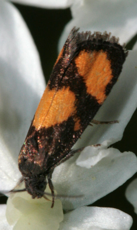 Листовёртка Pammene aurana
