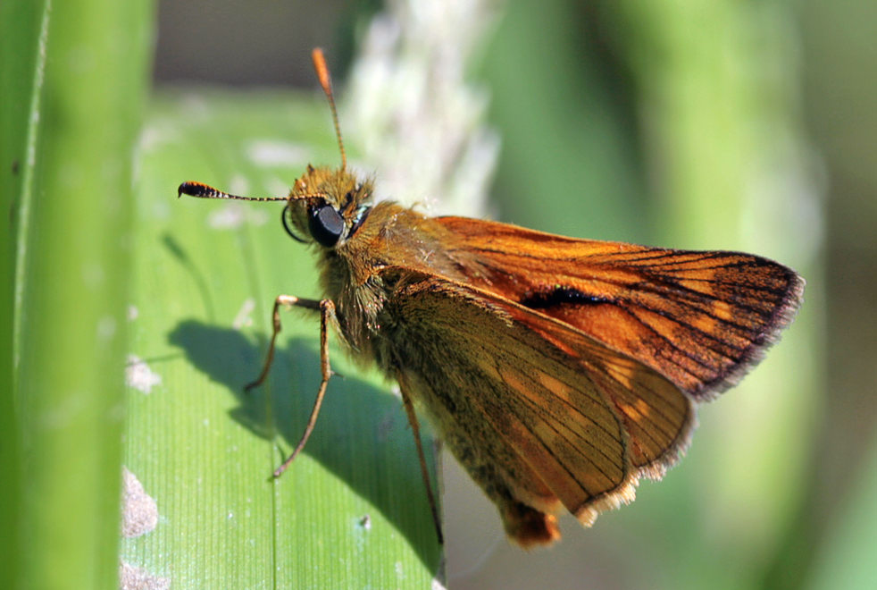 Ochlodes faunus ( )