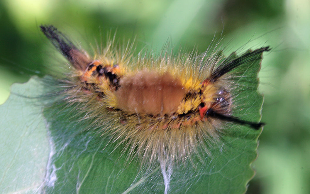    (Orgyia gonostigma)