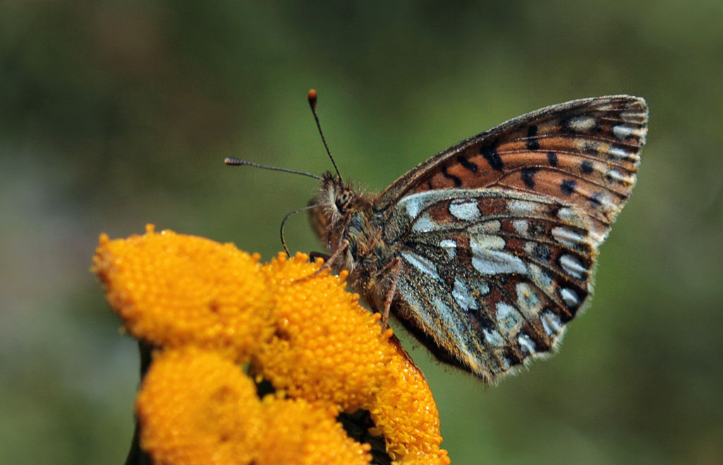   (Issoria eugenia)