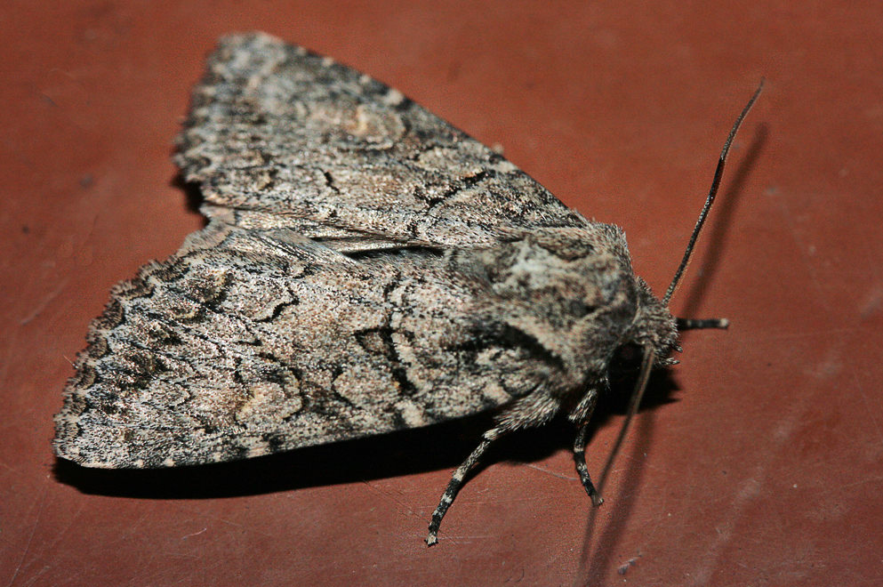  Atrachea parvispina