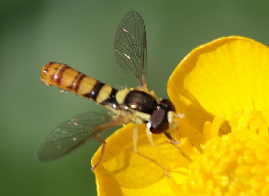 Шароноска украшенная (Sphaerophoria scripta)