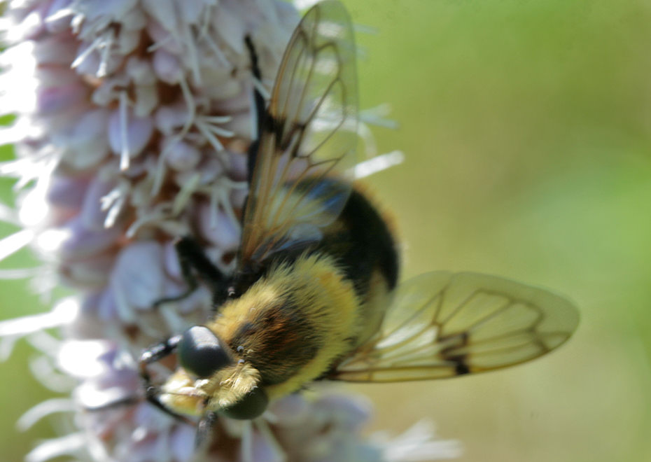   (Volucella bombylans)