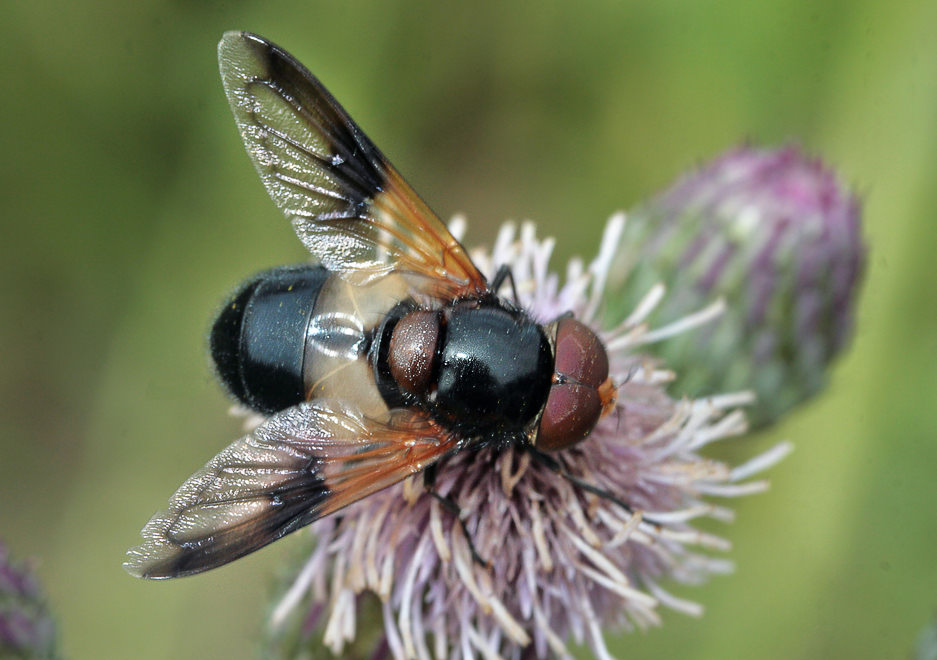   (Volucella pellucens)