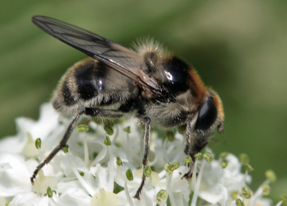 . Eristalis sp.