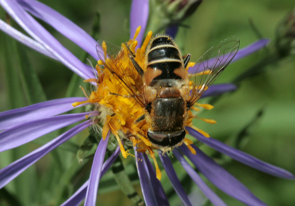 Пчеловидка. Eristalis sp. E. interrupta или E. arbustorum ?