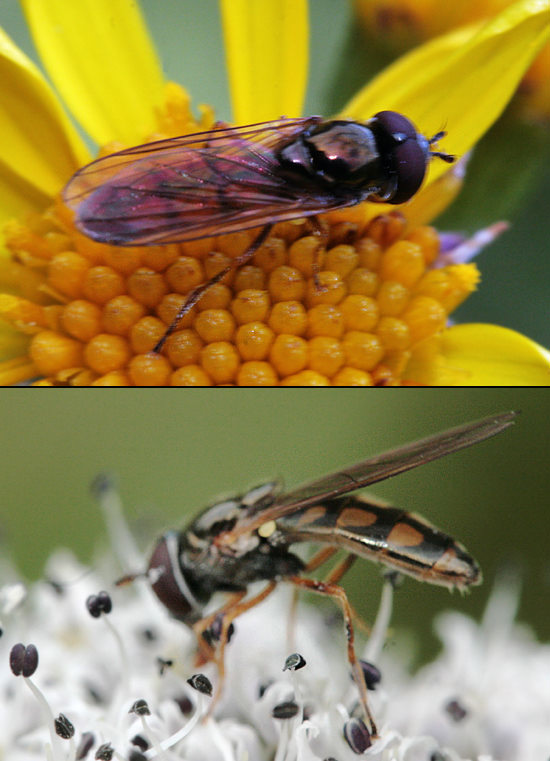   (Melanostoma scalare)